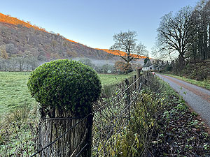 Glen Shira : Moss like a weird haircut