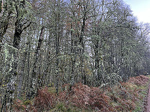 Glen Shira : Lichen on the trees