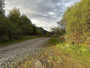 Crinan trail : The forest road