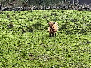 Crinan trail : A small highland cow