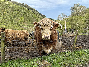 Crinan trail : Grumpy looking highland cow.