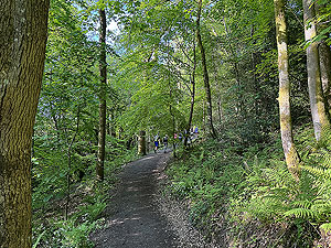 Whinny Hill : Trail starts to climb