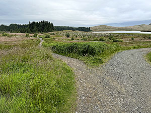 Kilpatrick Braes  : Trail to the left is the way to go