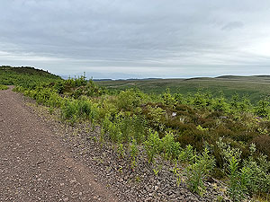 Kilpatrick Braes : Road leading up to the small trail path