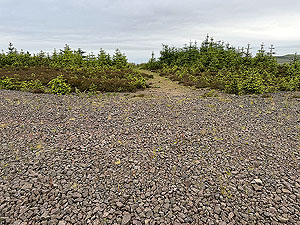 Kilpatrick Braes  : Take the small trail trough the trees