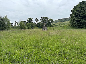 Kilpatrick Braes  : Pointy thing in the grass - no idea