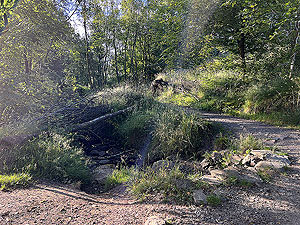 Trident 10K : Over the burn