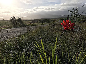 Gallus Running : Bowmore running loop : The open road not long before the turn off to trail