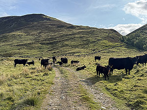 Glenshee loop : Locals not for the moving