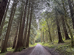 Inveraray Caslte : : In amongst the tress