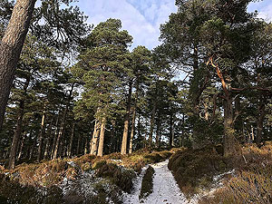 Firmounth loop in Glen Tannar