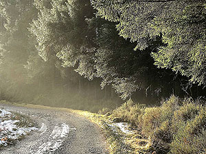 Trees in Loch Ard forest 