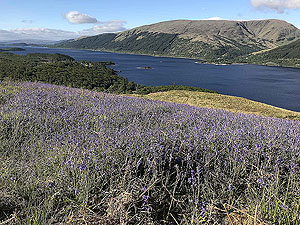 Looking out at Loch Lomond