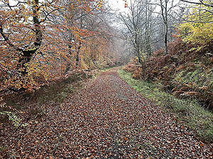 Autumn leafs on the trail