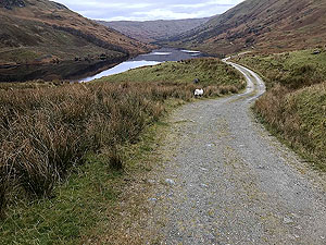 A sheep comes to watch on the Glen Finglas loop
