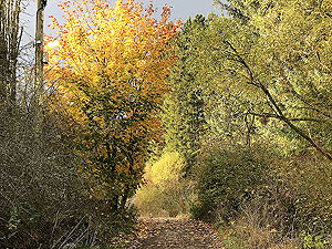 Autumn colours on the Loch Ard forest loop