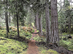 Giant trees on the Plodda falls loop