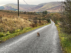 Hare on the road
