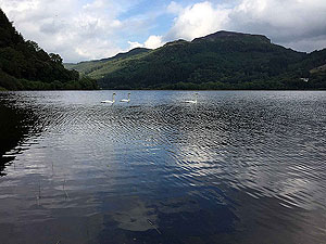 Swans on Loch Lubnaig